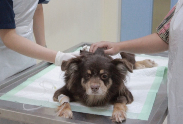 Sterilisasi Bisa Tekan Risiko Pyometra, Infeksi Kandungan yang Menyerang Anjing dan Kucing Lansia