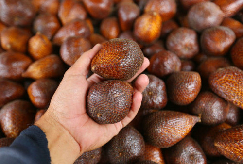 Amazing! Salak Pondoh, Buah Berkulit Keras yang Kaya Manfaat