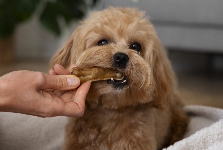 10 Superfood Aman untuk Anjing, Dukung Kesehatan Harian hingga Imunitas