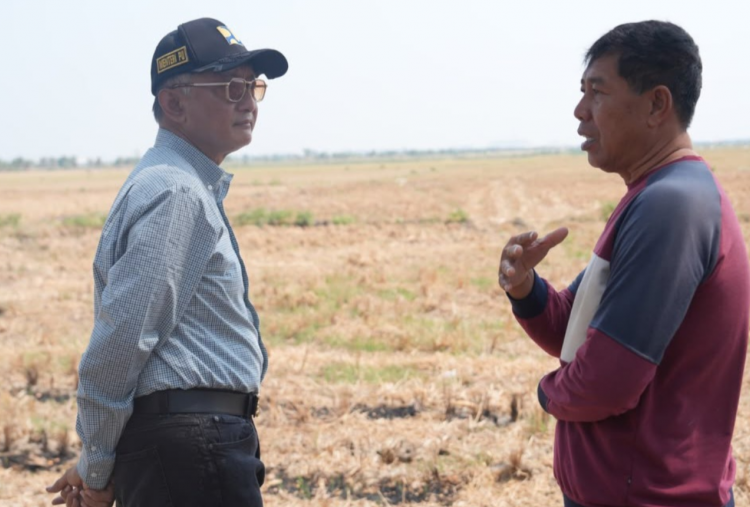 Kekeringan dan Rob Kepung Sawah Demak, 124 Hektare Terancam Gagal Panen 