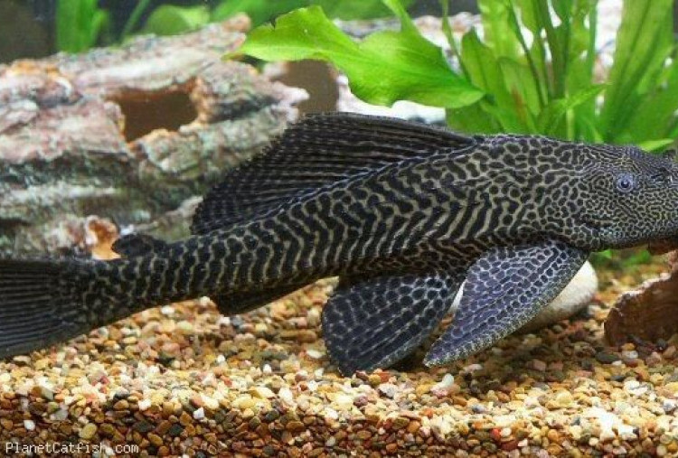 Mengenal Asal Usul Ikan Sapu-Sapu, Lengkap Jenis dan Penyebarannya di Indonesia