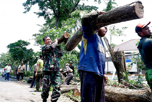 Petugas mengevakuasi pohon tumbang yang menutup Jalan Pahlawan, Sidoarjo, Selasa, 27 Februari 2024.

Hujan deras yang disertai angin kencang itu menumbangkan pohon di kawasan tersebut yang menyebabkan gangguan lalu lintas yang signifikan. Menurut saksi mata, pohon yang tumbang menutupi seluruh jalur jalan, menyebabkan kendaraan sulit melintas dan mengancam keselamatan pengguna jalan. Pihak berwenang segera merespons kejadian ini dengan mengirim tim evakuasi ke lokasi. (M Azizi Yofiansyah/Harian Disway)
