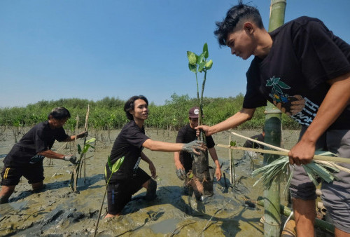 Bersih-Bersih Pantai dan Penanaman 2.500  Mangrove di Pantai Romokalisari Sambut Hari Santri Nasional 2023