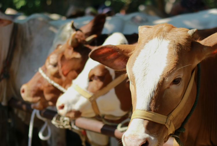 5 Kriteria Hewan Kurban yang Sah dan Sehat Menurut Syariat