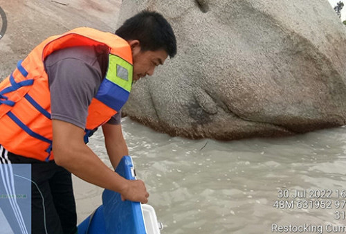 Perbanyak Populasi Cumi, PT Timah Tbk Kembali Lakukan Restocking Cumi-cumi 