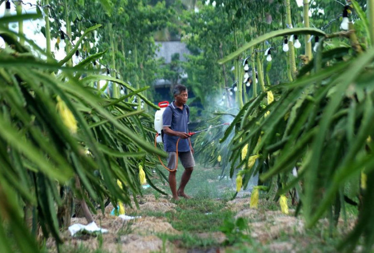 Didampingi BRI, Klaster Petani Buah Naga Banyuwangi Jadi Model Pemberdayaan UMKM Pertanian