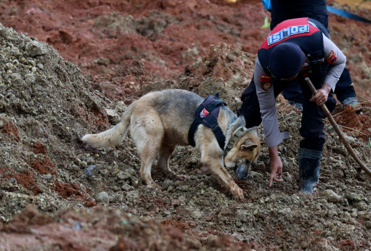 11 Jenazah Korban Longsor Cilacap Ditemukan, Tim SAR Kerahkan Anjing Pelacak 