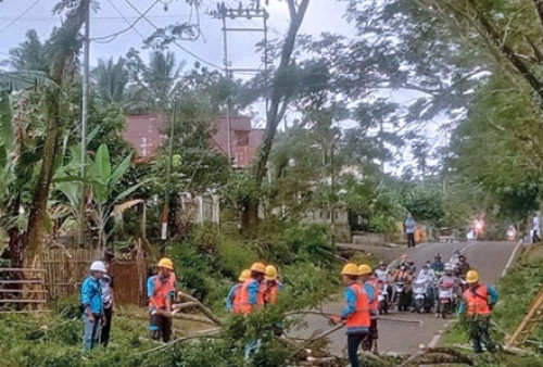 PLN ULP Pagaralam Pangkas Dahan Penganggu Jalur Kabel