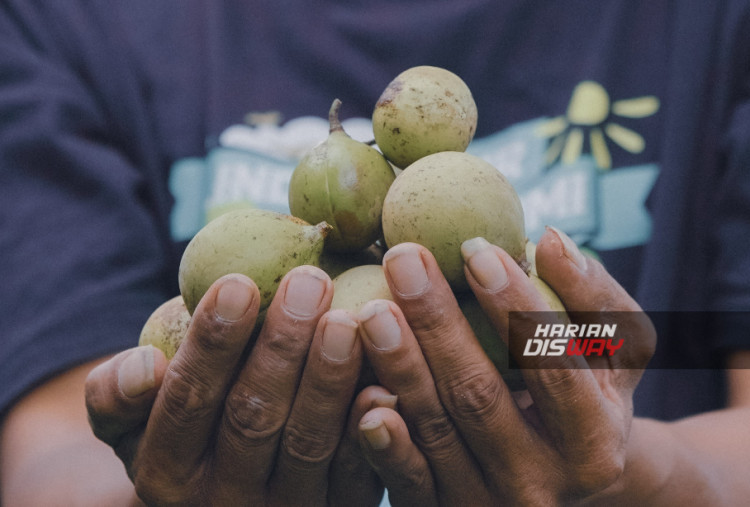 Pala (Myristica Fragrance) adalah buah eksotis asli Indonesia yang dapat menghasilkan minyak atsiri. Kabupaten Bogor merupakan penghasil pala terbesar di Jawa Barat, dengan produksi sebesar 553 ton pada tahun 2023. Beberapa sungai di kabupaten Bogor seperti Sungai Ciliwung, Sungai Cikeas, Sungai Cileungsi dan Sungai Bekasi meluap pada awal Maret lalu dan menyebabkan banjir.