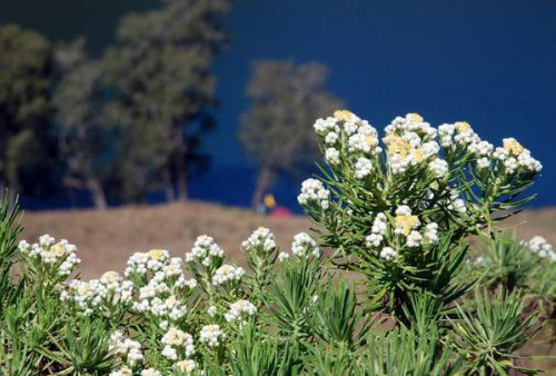 Mengenal Makna Bunga Edelweis yang Disebut Bunga Abadi