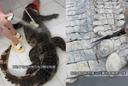 Heboh! Vlogger Cantik Tiongkok Masak Aligator Buat Konten, Malah Picu Kemarahan Publik