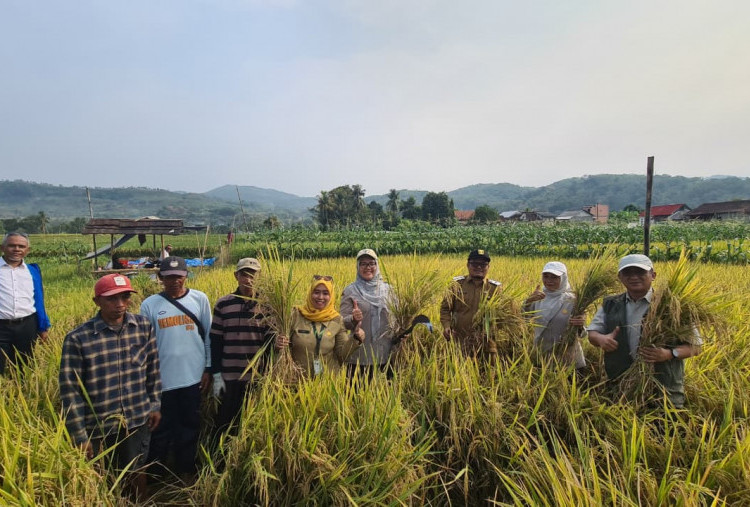 Panen Padi PM-AAS di Sukabumi Tembus 10,72 Ton per Hektare, Kementan Siapkan Perluasan 10 Hektare