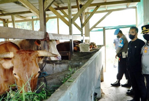 Polisi Pantau Ternak Sapi di Langensari