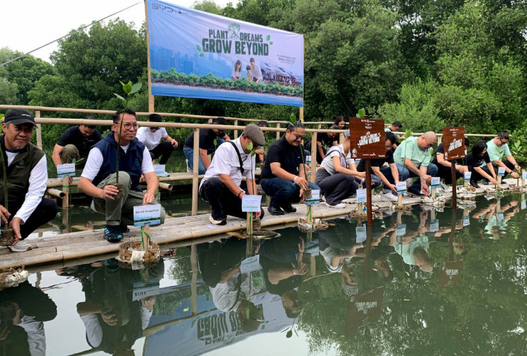 Tekan Emisi Udara, BYD dan Beyond Tanam Ratusan Mangrove, Serap 10.000 Kg Emisi Pertahun  