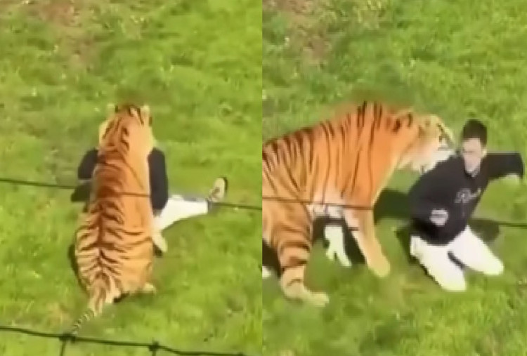 Viral Detik-detik Pria Tewas Diterkam Harimau Setelah Masuk Kandang di Yorkshire Wildlife Park Inggris