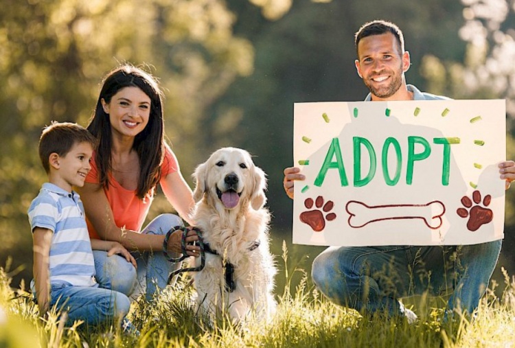 ⁠Adopt, Don’t Shop! Gerakan Global yang Mengubah Cara Kita Mencintai Hewan
