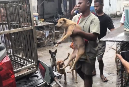 Tempat Jagal Anjing di Cengkareng Digrebek, 56 Ekor Anjing Berhasil Diselamatkan