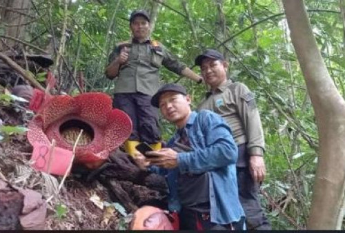 Raflesia Arnoldi Ditemukan Suaka Margasatwa Isau-isau