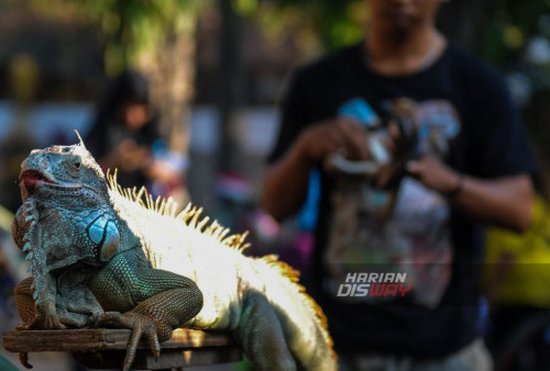 Warga mengamati hewan reptil Iguana yang dibawa oleh kelompok pecinta satwa saat Hari Bebas Kendaraan Bermotor atau 