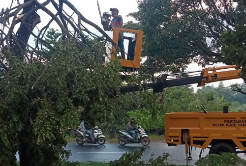 Hujan Angin di Tangerang, Pohon Tumbang, 9 Rumah Kontrakan Rusak