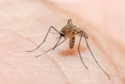 Mengenal Nyamuk Anopheles Penyebab Malaria