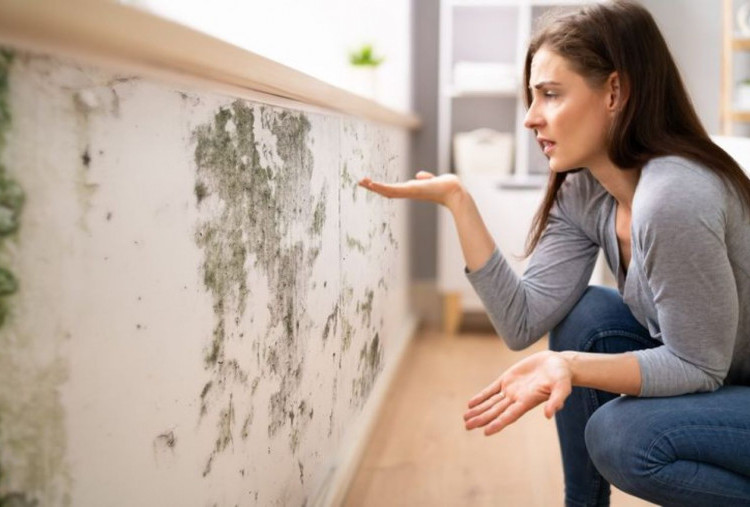 5 Cara Atasi Tembok Lembab dan Berjamur dan Solusi Ampuh agar Tidak Muncul Lagi