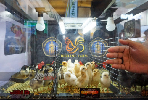 Anak ayam yang berada di salah satu stan Fakultas Peternakan Universitas Brawijaya saat pameran Indo Livestock 2023 Expo and Forum yang digelar di Grand City, Surabaya, Jawa Timur, Rabu 26 Juli 2023. Pameran Indo Livestock 2023 Expo and Forum yang berlangsung sampai 28 Juli 2023 tersebut diikuti sejumlah negara itu memamerkan teknologi dan inovasi terbaru di dunia peternakan. (Ahmad Rijaluddin Erlangga/Harian Disway)