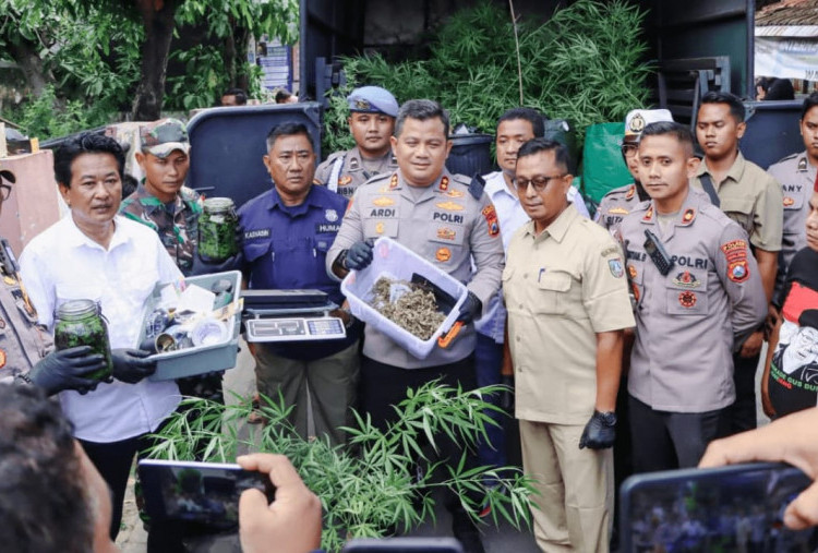Grebek Budidaya Ganja Rumahan di Jombang, Polisi Sita 110 Batang dan 5,3 Kg Ganja 