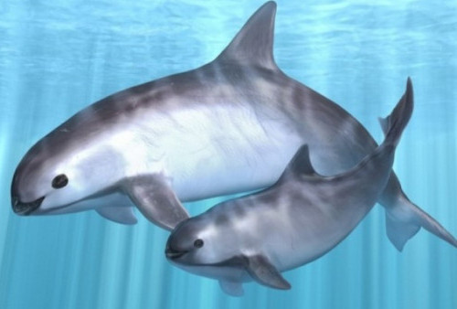 Mulai Terancam Punah, Lumba Lumba Jenis Ini Tersisa 10 Ekor di Dunia...Sedihnya....