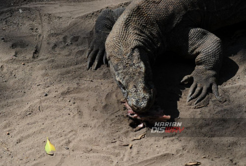 Sejumlah Komodo (Varanus komodoensis) koleksi Kebun Binatang Surabaya KBS saat waktu pemberian makan (feeding time), di Kebun Binatang Surabaya (KBS), Jawa Timur, Minggu, 20 Agustus 2023. Pengunjung KBS dapat melihat pemberian makan terhadap hewan langka yang dilindungi itu dua kali sebulan, yakni tanggal 5 dan 20 setiap bulannya. (Julian Romadhon/Harian Disway)
