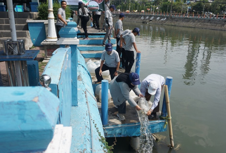 PT Bhirawa Steel Tebar 4.000 Benih Ikan Nila di Kalimas Surabaya