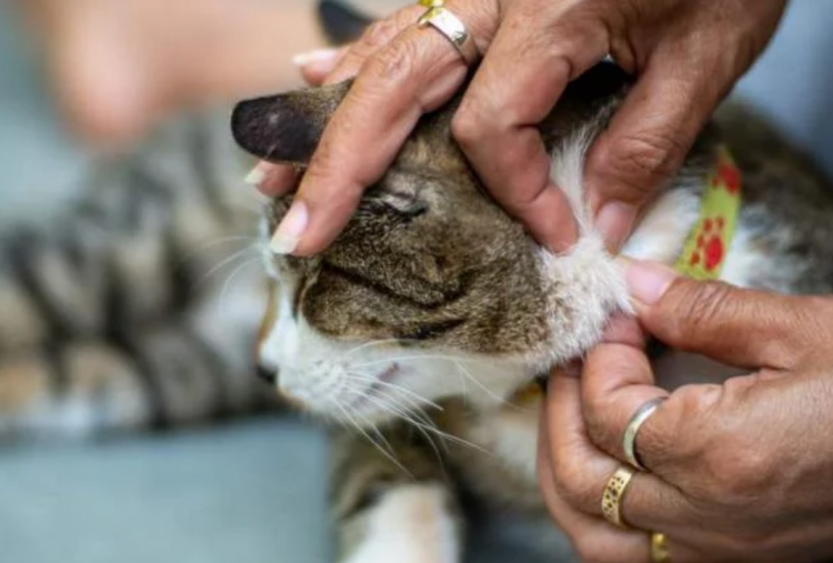 7 Cara Menghilangkan Kutu Kucing secara Alami, Dijamin Peliharaan Makin Bersih