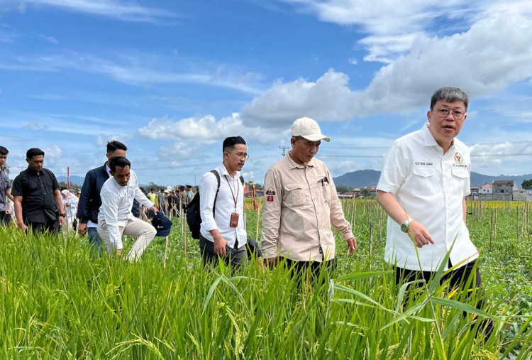 Komisi IV DPR RI Dorong Nasionalisasi Sawah Pokok Murah untuk Dukung Ketahanan Pangan