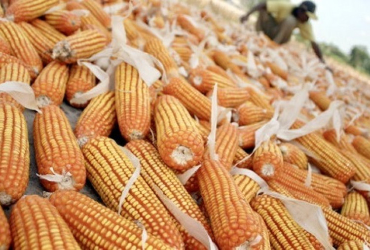 Transaksi Jagung