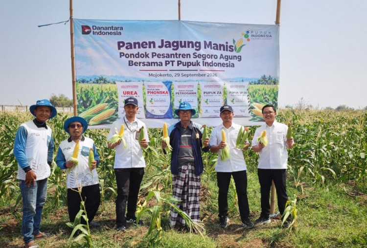 Pupuk Indonesia Panen Jagung Manis di Lahan Ponpes Segoro Agung