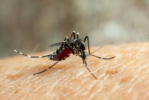 Indonesia Urutan 2 Kasus Malaria Tertinggi, Paling Banyak di Papua