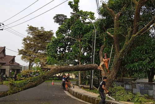 BPBD Antisipasi Pohon Tumbang