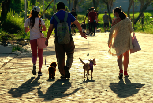 Ada Edukasi bagi Yang Takut Anjing di PawaEdu with Dogs Minggu Besok