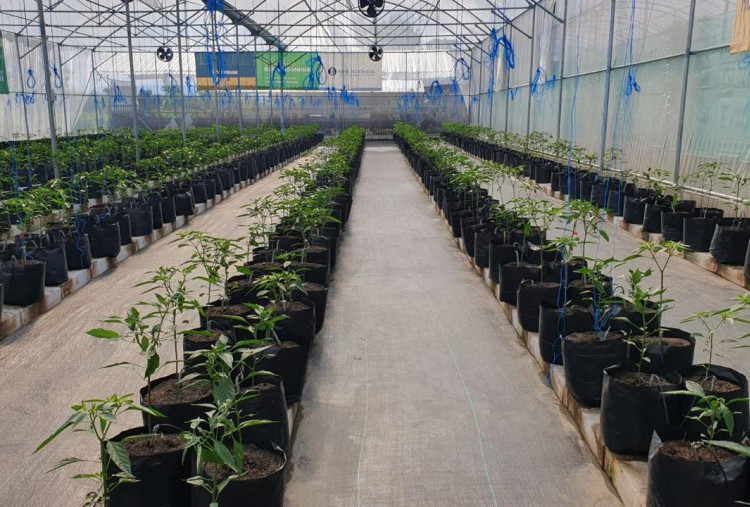 Desember Pedas: Rutinitas Musiman dan Alarm Tata Kelola Rantai Pasok Cabai