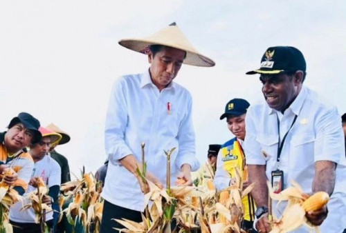 Presiden Panen Jagung di Food Estate Kabupaten Keerom, Papua