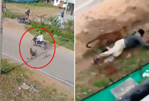 Teror Macan Tutul Ngamuk Serang Pengendara Motor, Penduduk Desa Lari Terbirit-birit