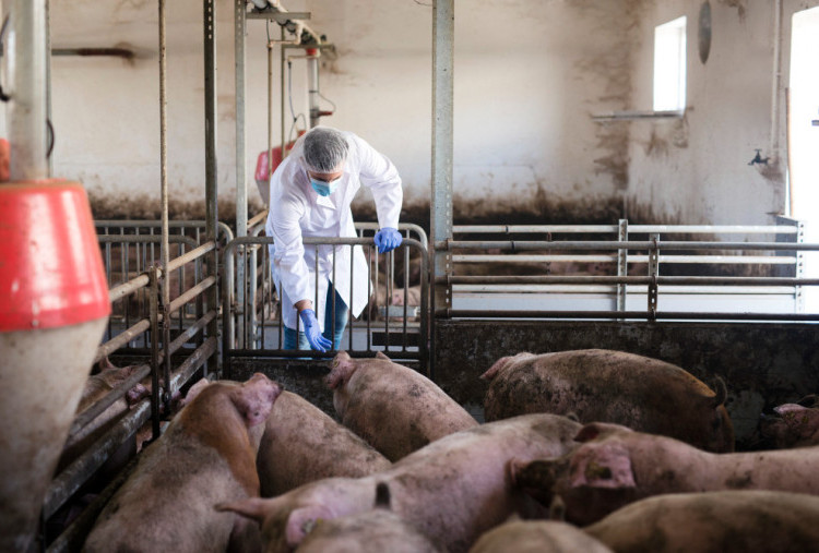 Fatwa MUI Haramkan Investasi Peternakan Babi di Jepara, Jateng Berpotensi Kehilangan Pendapatan Rp30 Triliun