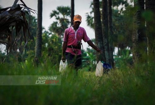 Penderes (petani air sadapan) membawa air sadapan (legen) di Hendrosari, Menganti, Gresik, Jawa Timur, Rabu (11/5). Dalam sehari pembuat Legen asli hanya bisa menghasilkan antara 20 liter hingga 30 liter legen tergantung produktifitas dan usia pohon siwalan yang dipanjat. Air sadapan (legen) dapat dikonsumsi langsung atau digunakan sebagai bahan baku pembuatan tuak dijual berkisar Rp. 20 ribu per satu setengah liternya. Foto: Julian Romadhon