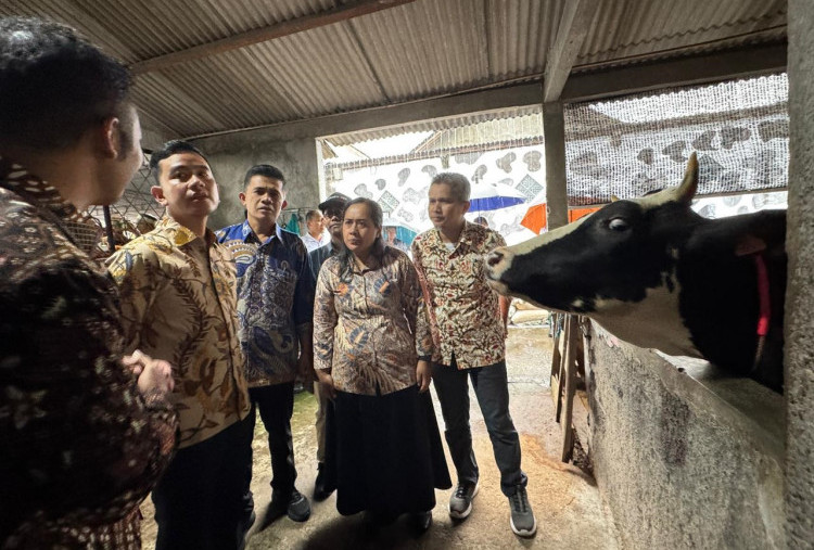 Tinjau Peternakan di Boyolali, Gibran Tekankan Vaksinasi PMK dan Hilirisasi Industri