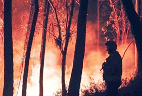 Portugal Dilanda Kebakaran Hutan saat Suhu akan Mencapai 43 Derajat Celcius Minggu Depan