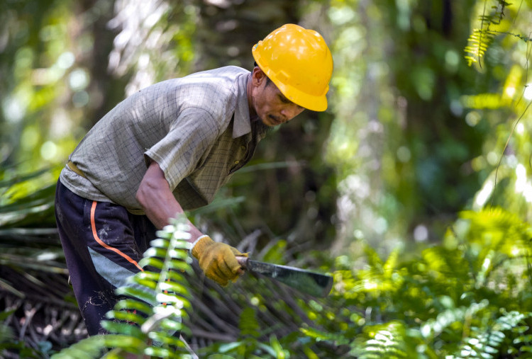 BPDP Jadi Lokomotif Pengembangan SDM Sawit Nasional, Kontribusi Positif untuk Kemajuan Industri