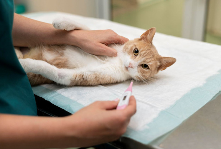 Kulit Kucing Menguning Jangan Dianggap Sepele, Bisa Jadi Kondisi Penyakit Serius!