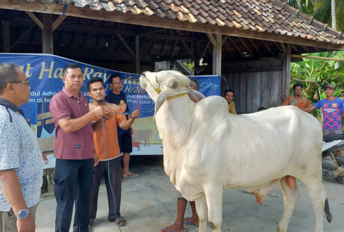 Pemkab OKU Timur Salurkan 38 Ekos Sapi Kurban