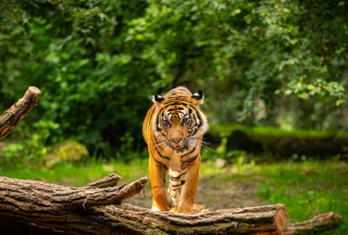 Nahas, Detik-detik Seorang Pria Penebang Kayu Ilegal Tewas Diterkam Harimau Sumatera Saat Tidur di Hutan