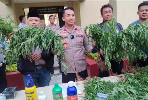 Ma'ruf Amin Desak MUI Fatwakan Ganja Medis, 10 Hektare Ladang Ganja di Cianjur Dibabat Polisi